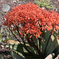 Korallen-Aloe (Aloe striata)