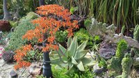 Korallen-Aloe (Aloe striata)