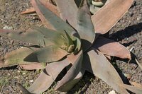 Korallen-Aloe (Aloe striata)
