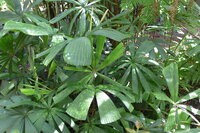 Vietnamesische F&auml;cherpalme (Lanonia dasyantha)