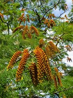 Colvilles Gloriebaum (Colvillea racemosa)