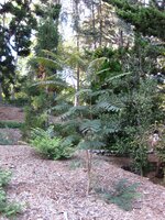 Colvilles Gloriebaum (Colvillea racemosa)