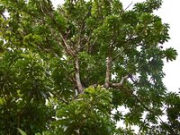 Wei&szlig;e Mango (Mangifera caesia)
