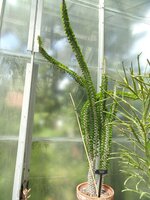 Madagaskar-Ocotillo (Alluaudia procera)