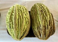 Wei&szlig;er Kakao (Theobroma bicolor)