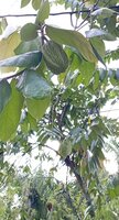 Wei&szlig;er Kakao (Theobroma bicolor)