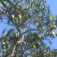 Stinkmango (Mangifera foetida)