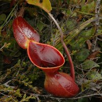 Kannenpflanze (Nepenthes lowii)