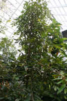 Rotfleischige Durian (Durio graveolens)