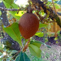 Mamey Sapote (Pouteria sapota)