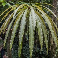 Kun-Job (Barringtonia papuana)