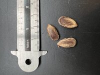 Colvilles Gloriebaum (Colvillea racemosa)