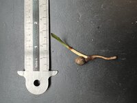 Vietnamesische F&auml;cherpalme (Lanonia dasyantha)