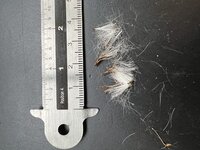 Mexikanische Feuerliane (Pseudogynoxys chenopodioides)
