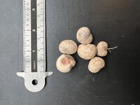 Riesenbaobab (Adansonia grandidieri)