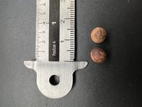 Indisches Sandelholz (Santalum album)