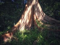 Borneanisches Eisenholz (Eusideroxylon zwageri)