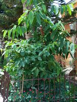 Borneanisches Eisenholz (Eusideroxylon zwageri)