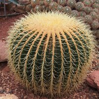 Schwiegermutterstuhl (Echinocactus grusonii)