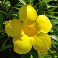 Goldtrompete (Allamanda cathartica)