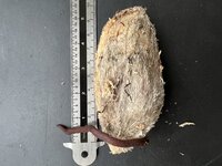 Stinkmango (Mangifera foetida)