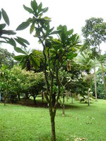 Paonuss (Barringtonia edulis)