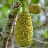 Tjampedak (Artocarpus integer)