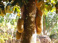 Tjampedak (Artocarpus integer)
