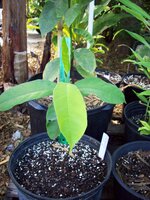 Tjampedak (Artocarpus integer)