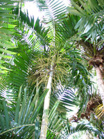 Lauterbach Ptychosperma (Ptychosperma lauterbachii)