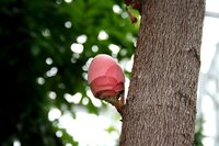 Venezolanische Rose (Brownea grandiceps)