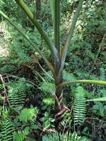 Champagnerpalme (Hyophorbe indica)