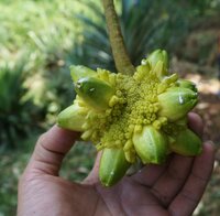 Tampang susu (Prainea limpato)