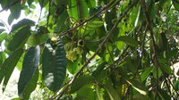 Tampang susu (Prainea limpato)