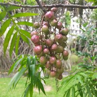 Johore (Lepisanthes alata)
