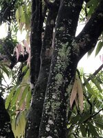 Johore (Lepisanthes alata)