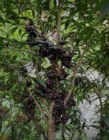 Gowok (Syzygium polycephalum)