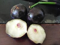 Gowok (Syzygium polycephalum)
