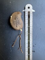 Ashoka (Saraca asoca)