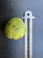 Australische Kastanie (Castanospermum australe)