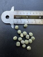 Okra (Abelmoschus esculentus)