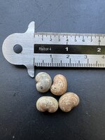 Australischer Baobab (Adansonia gregorii)