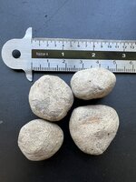 Marula (Sclerocarya birrea ssp. caffra)