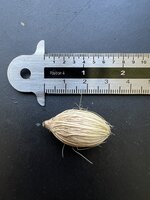 Manilla-Palme (Veitchia merrillii)