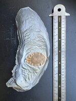 Javanische Gurke (Alsomitra macrocarpa)