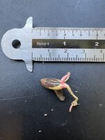 Wunderbeere (Synsepalum dulcificum)