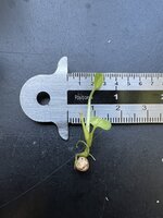 Cyrtosperma (Cyrtosperma macrotum)