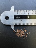Tasmanischer Schneeeukalyptus (Eucalyptus coccifera)