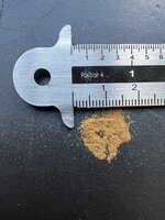 Wheki Ponga Baumfarn (Dicksonia fibrosa)