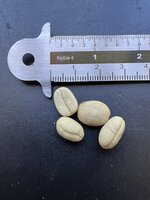 Zwergkaffee (Coffea arabica 'nana')
